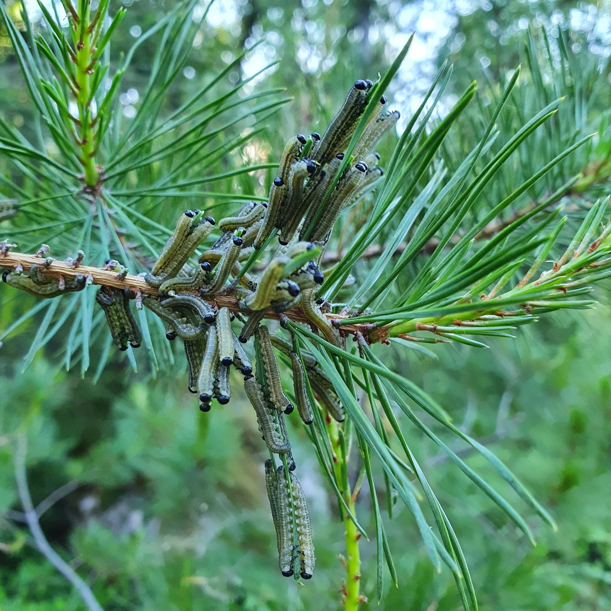 Tiina Ylioja tweet media