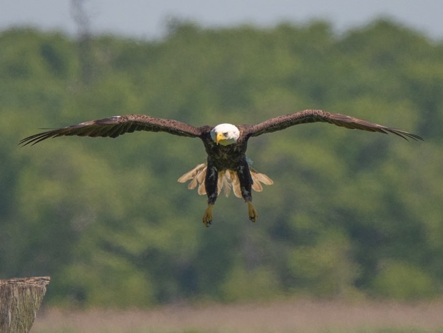 GSBImagesMBusch's tweet photo. #Baldeagle preparing for landing #flapsdown #greatsouthbay #longisland #ny #wildlifephotography @NikonUSA @DailyMail https://t.co/zfHTLRxTqO