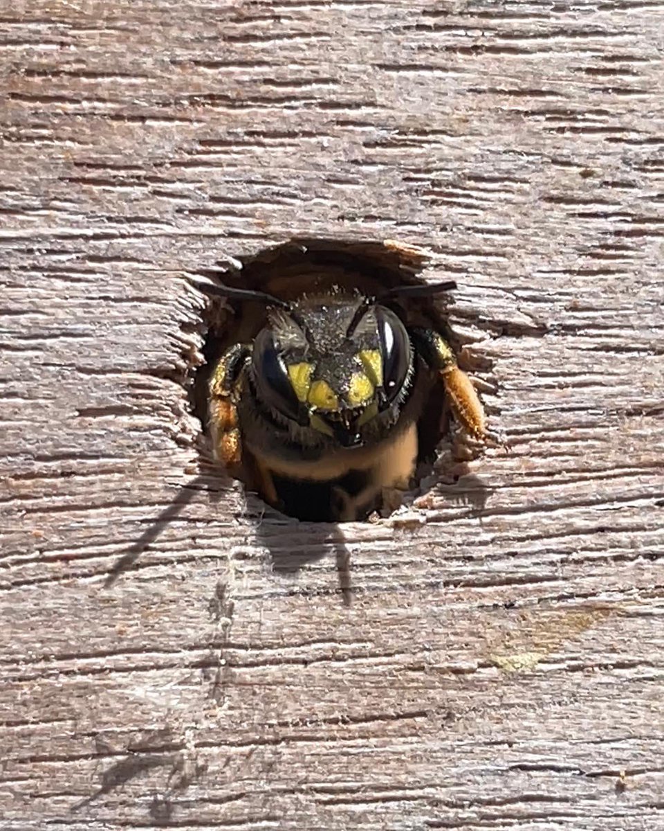 EDoorish's tweet photo. Did someone say Solitary Bee Week starts tomorrow? 🐝
#solitarybeeweek #solitarybees #woolcarderbee #beesuk https://t.co/4THtSNCSpU