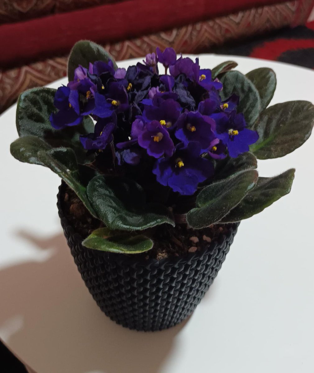 DaffodilsPlants's tweet photo. African Violets are delightful houseplants and will brighten up any room with their purple, pink, or white colors.

For Buying - https://t.co/Nl1vFU0txZ

#AfricanVioletPlant #AfricanViolet #PinkFlowers #IndoorGarden #IndoorPlants #DaffodilsPlantNursery #Daffodils #Doha #Qatar https://t.co/FrVGEa6MQ0