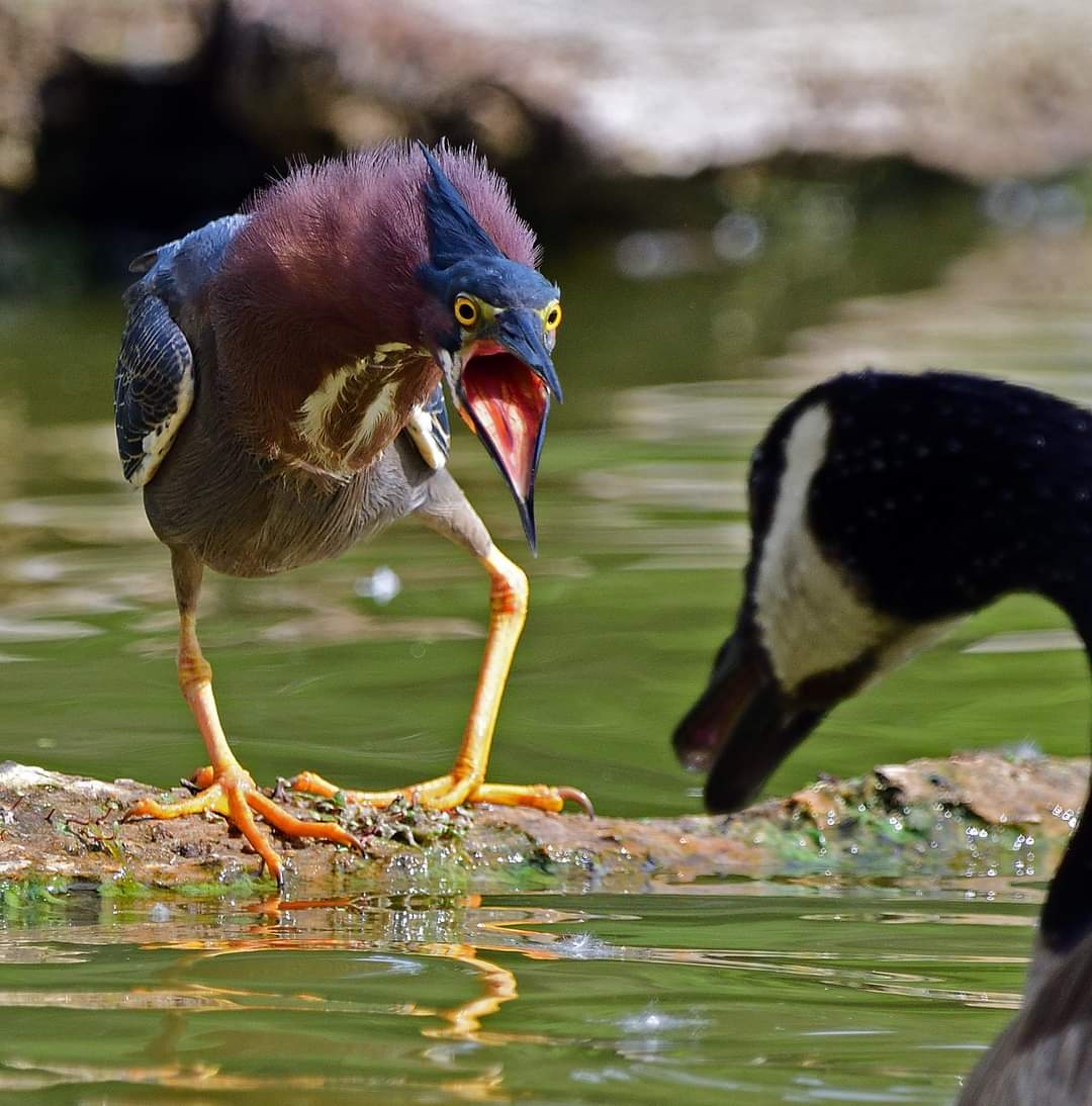 The image shows a Canada Goose in the foreground, as though the photo was taken from just over its shoulder. You can see a bit of its body, in the bottom right corner, and its neck snaking in from the righthand side. Its head and neck are black, and its cheeks are white. Its bill is slightly open. In front of the goose is a small stretch of rippled green water, and then a log. There's a Green Heron standing on the log, one big yellow foot facing the goose, the other apparently facing the first foot, with the heel/