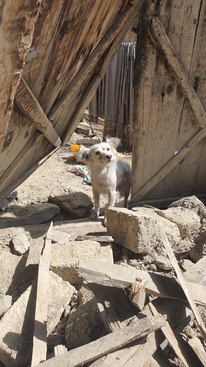 Every person in the house this dog belongs to was killed in the earthquake. Neighbours said they took him with them to feed/take care of. He keeps coming back to the destroyed house and wails.
Ochki village in Gayan, Paktika.
#AfghanistanEarthquake #Afghanistan