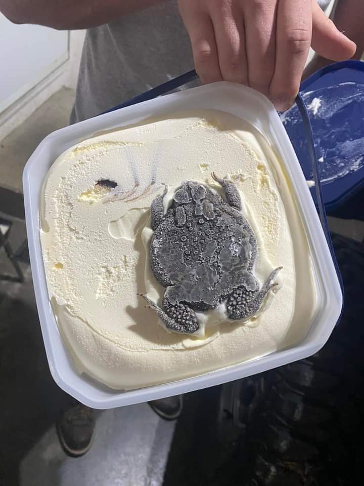 flaviokippe's tweet photo. Abri o pote de sorvete e felizmente não era feijão 😍😍😍🤏 https://t.co/1PWsZQPT33