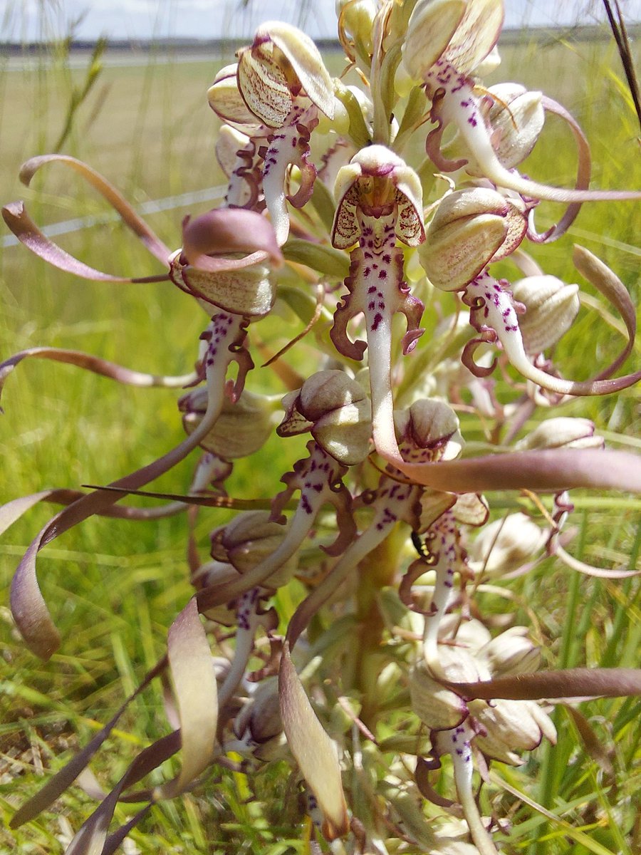 Ians4AD's tweet image. Lizard from today's Norfolk Flora group day out #wildflowerhour @BSBIbotany