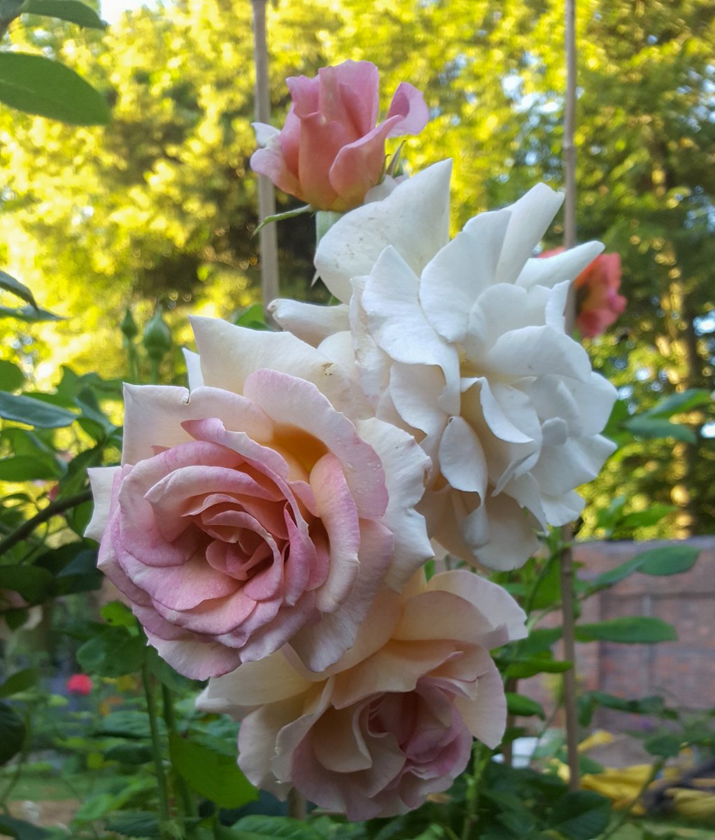 ZinniaCE's tweet photo. #RoseAwarenessWeek day 7 -  'Vidal Sassoon' Hybrid tea, a gentle blend of fawn, beige &amp; parchment with pink edges, soft but noticeable fragrance. https://t.co/JCqneytJUK