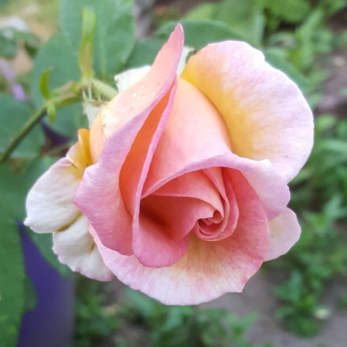 ZinniaCE's tweet photo. #RoseAwarenessWeek day 7 -  'Vidal Sassoon' Hybrid tea, a gentle blend of fawn, beige &amp; parchment with pink edges, soft but noticeable fragrance. https://t.co/JCqneytJUK