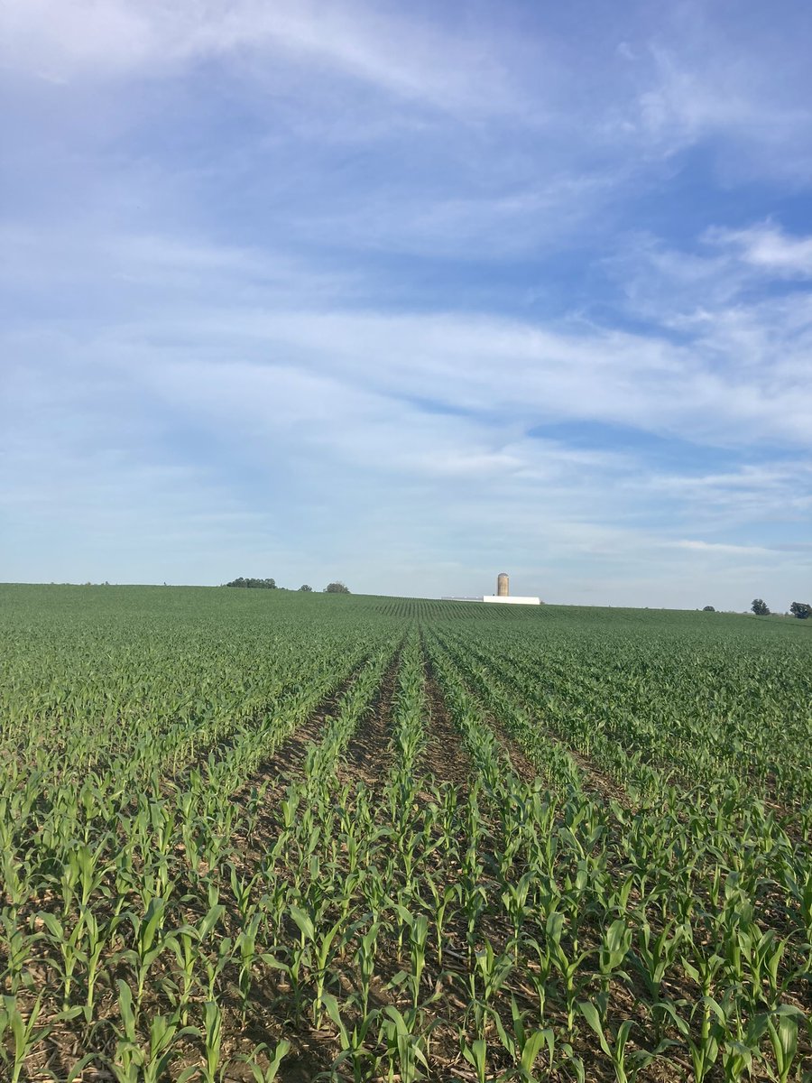 What a great start to the 2022 campaign!
Shout out to <a href="/Jockbraefarms/">Mark Foster</a> , <a href="/SullivanAgro/">Paul Sullivan</a>, <a href="/swatmaps/">SWAT MAPS</a> &amp; most of all Mother Nature for this great looking field of <a href="/DEKALB_Canada/">DEKALB Canada</a> 42-05 and 46-50.