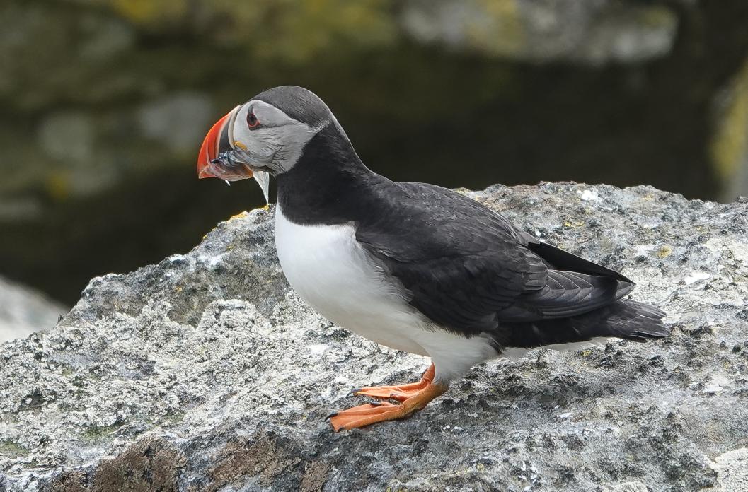 StKildaNTS's tweet photo. #Puffarazi is GO! Every year we collect images of Puffins with fish for diet analysis on #StKilda and we got off to a great start yesterday with 11 beakfuls captured. @ProjectPuffin @N_T_S @JNCC_UKseabirds https://t.co/obXFhN79en