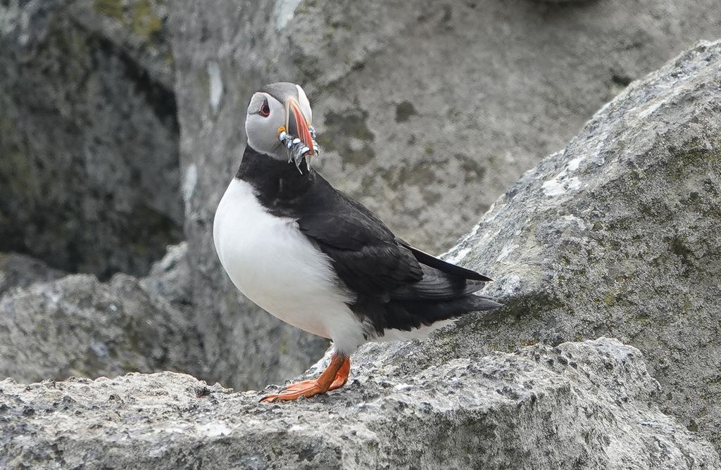 StKildaNTS's tweet photo. #Puffarazi is GO! Every year we collect images of Puffins with fish for diet analysis on #StKilda and we got off to a great start yesterday with 11 beakfuls captured. @ProjectPuffin @N_T_S @JNCC_UKseabirds https://t.co/obXFhN79en