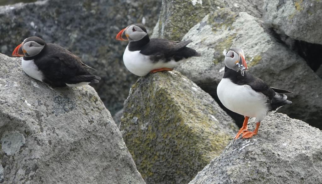 StKildaNTS's tweet photo. #Puffarazi is GO! Every year we collect images of Puffins with fish for diet analysis on #StKilda and we got off to a great start yesterday with 11 beakfuls captured. @ProjectPuffin @N_T_S @JNCC_UKseabirds https://t.co/obXFhN79en