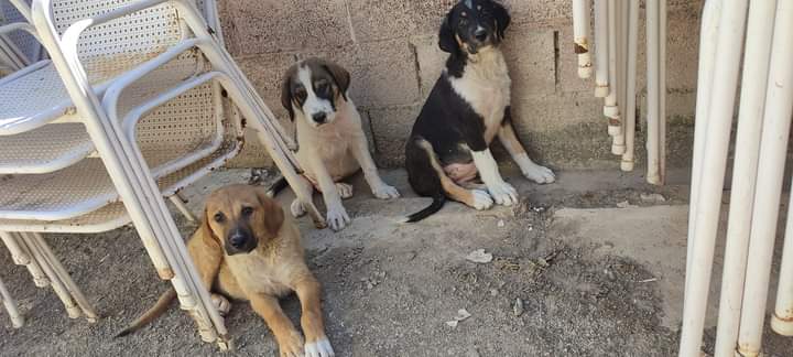 PatitasJaen's tweet photo. Buscamos acogida o adopción para estos perretes aproximadamente de 2 meses. La marroncita ya se ha ido de acogida quedarían los otros 2. Serán de tamaño grande.
600208445 solo WhatsApp https://t.co/XqsOI8LX2h