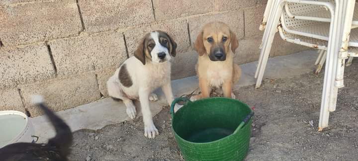 PatitasJaen's tweet photo. Buscamos acogida o adopción para estos perretes aproximadamente de 2 meses. La marroncita ya se ha ido de acogida quedarían los otros 2. Serán de tamaño grande.
600208445 solo WhatsApp https://t.co/XqsOI8LX2h