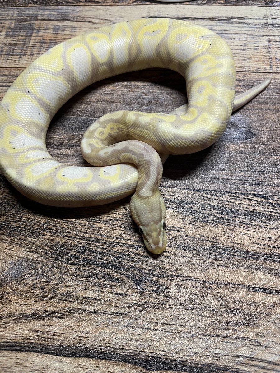 mrdreamgreen's tweet photo. My little banana #bananaballpython https://t.co/ulfcatKROM