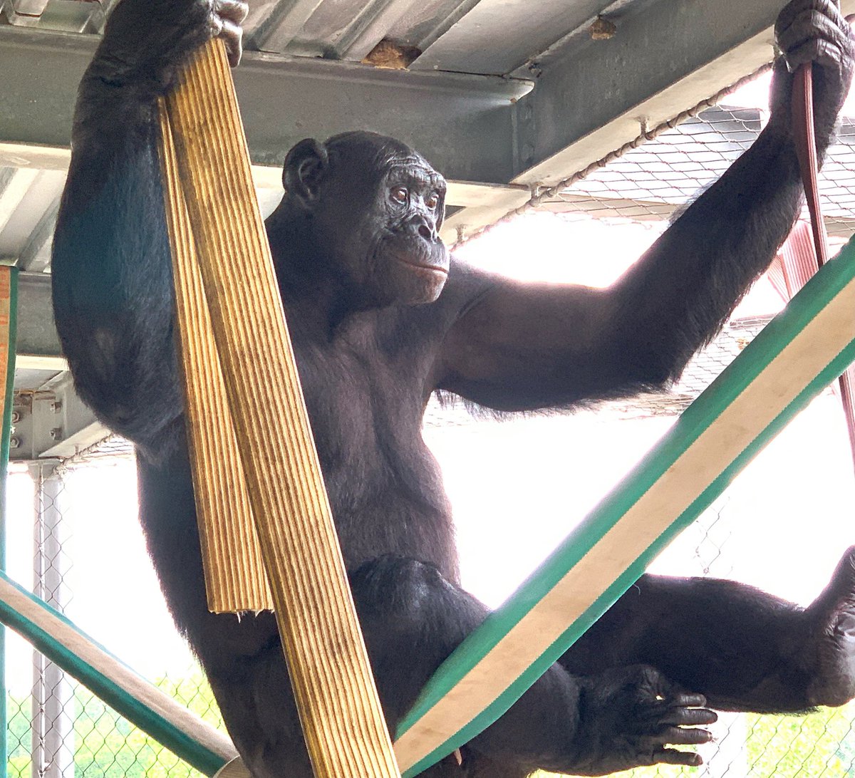 ApeInitiative's tweet photo. Bonobos appear to be the most arboreal of the African great ape species. Ape Initiative uses platforms, fire hoses, hammocks, sway poles, and other environmental features to help promote natural bonobo behavior! Kanzi loves sitting and swinging up high in the outdoor play-yard 💛 https://t.co/lFVYfCb9pd