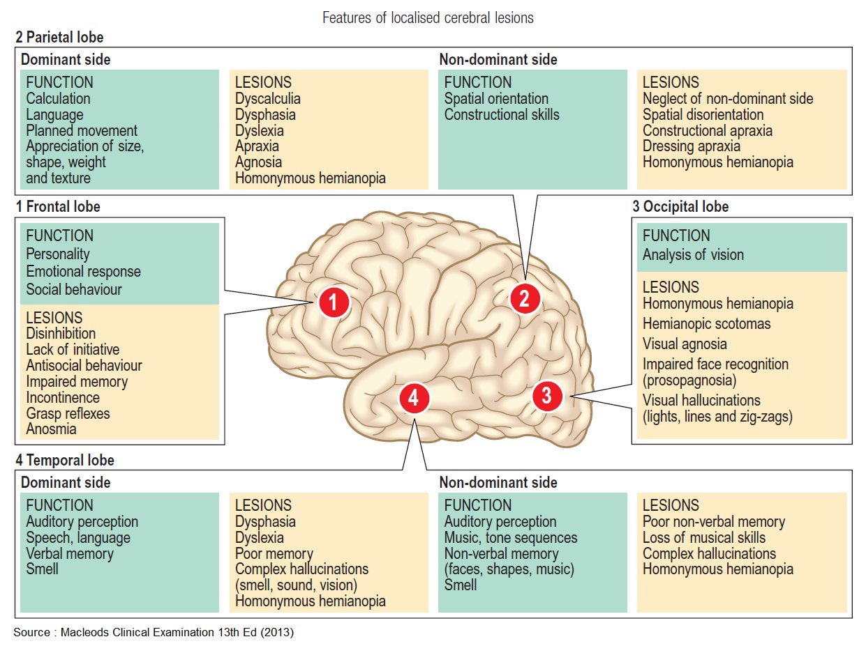 4 Lobes Of The Brain And Their Functions Biology Diagrams
