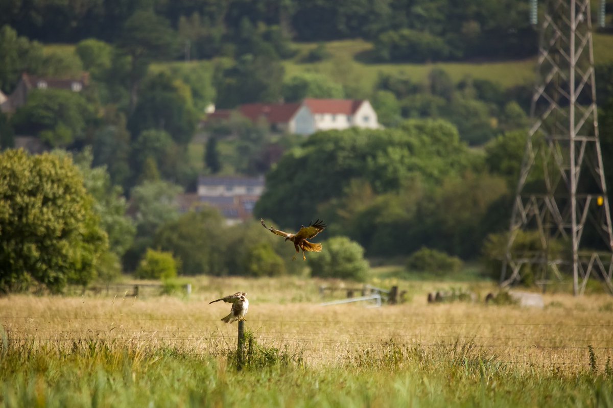 This morning I was watching a marsh harrier protecting its nest from a buzzard. 
#wildlife #wildlifephotography