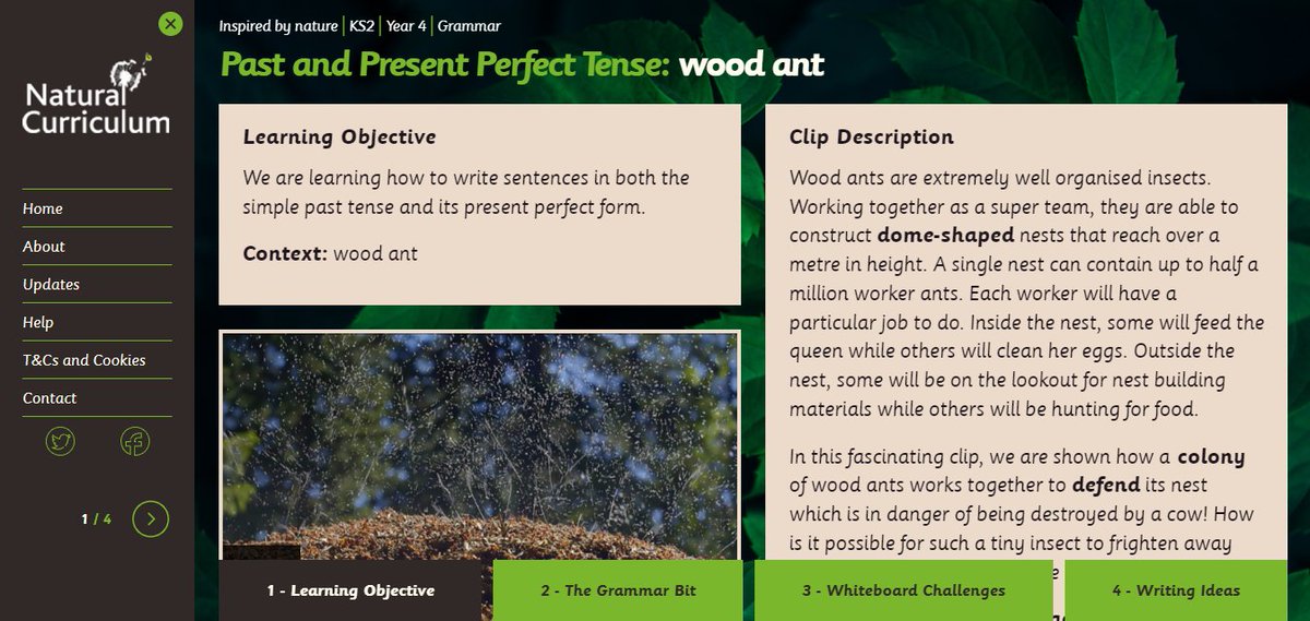 Natural_Curric's tweet photo. Did you know that wood ants are fantastic team workers? That's we're sharing them in our final featured lesson this #InsectWeek π
You can find out more about these incredible builders in our Year 4 lesson on past and present perfect tense: https://t.co/xeHqdWfEqg https://t.co/8iXbR3O3uU