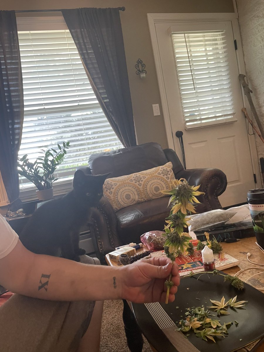 rossarnold40's tweet photo. Dad’s little helper 😜🐈‍⬛ #kitty #kitten #CatsOfTwitter #420life #420community #sundaygame https://t.co/FSd60oh88i