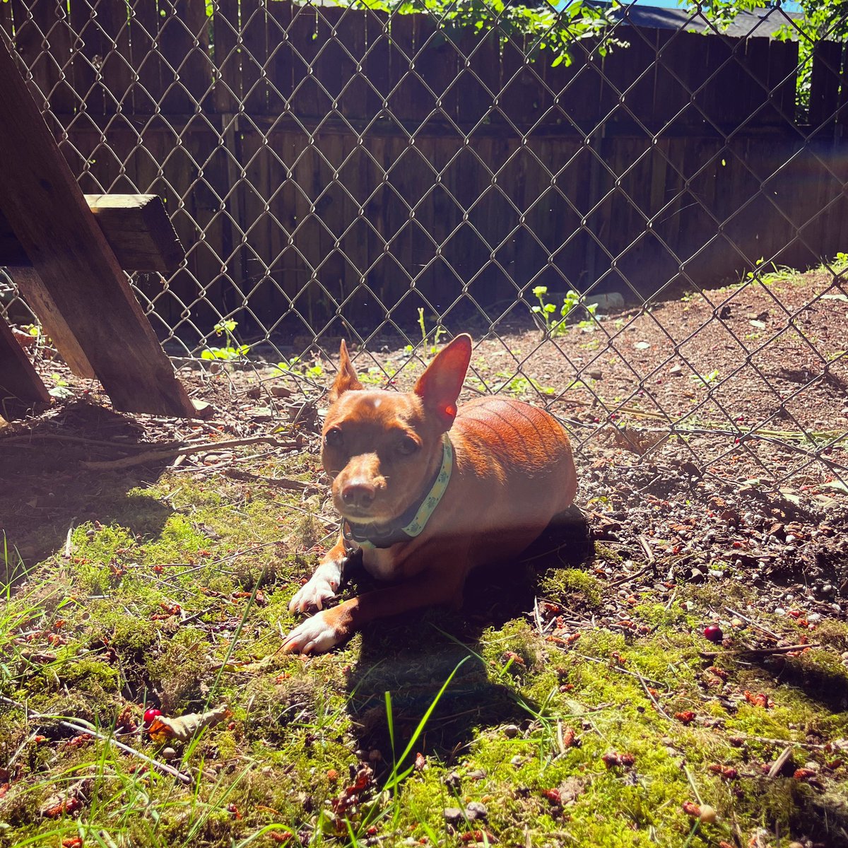 ColtonHasart's tweet photo. Felix found the only corner of the yard with nothing in it to sun himself 🌞😁 #chihuahua #heatwave #summer #dog #dogdad https://t.co/zHhgAMDOG5