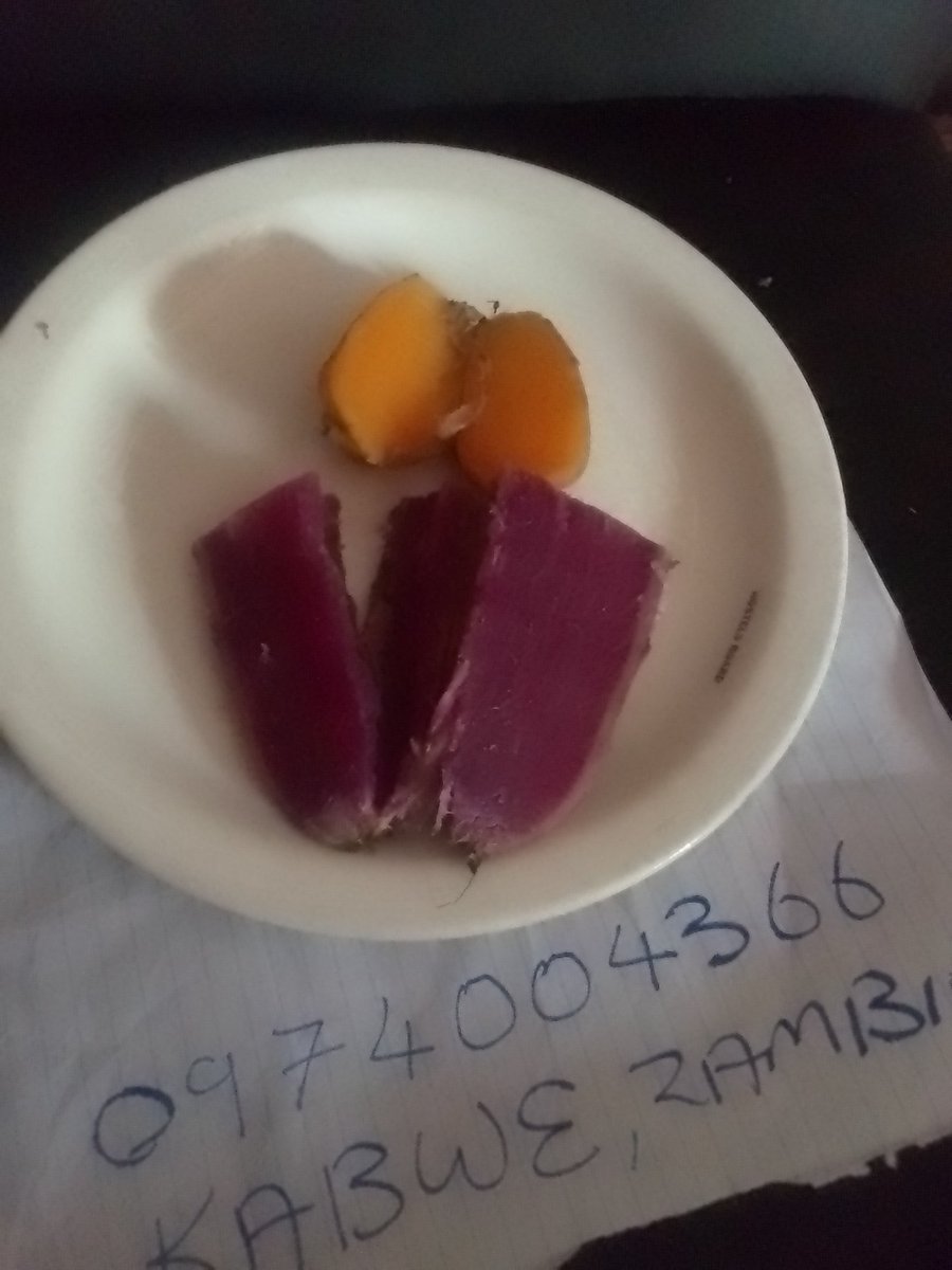 AndrewNguvu's tweet photo. @monicamusonda We also grow rare purple fleshed sweetpotato that are popular in Japan and orange fleshed sweetpotato that are biofortified with Vitamin A making them ideal for children especially those under 5 as the #OFSP is being used to combat Vitamin A deficiency. https://t.co/x48BY0tkKU