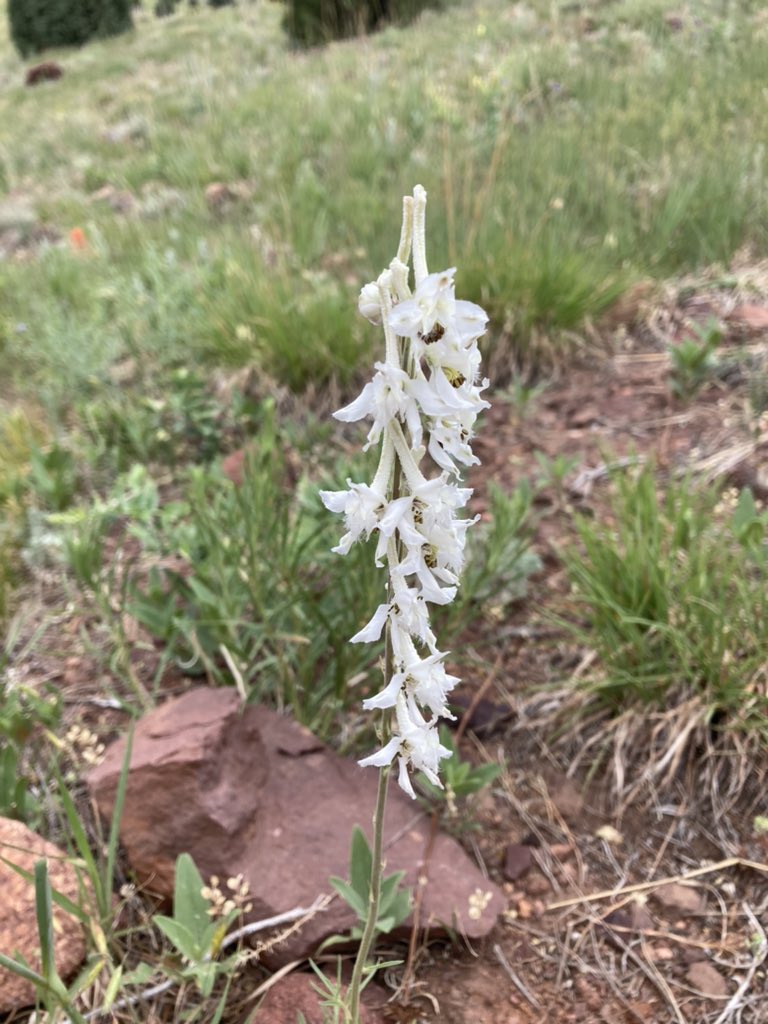 WILDFLOWERS, part 2: larkspur, spiderwort, wavy-leaf thistle &amp; white larkspur. Red Rocks &amp; Morrison Slide trails <a href="/JeffcoOpenSpace/">Jeffco Parks & Open Space</a> Matthews/Winters Park #botany