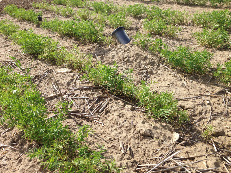 Mini-rhizotrons are transparent tubes in the ground where a cylindrical scanner is inserted to take pictures of #roots belowground. These tools provide researchers with information on root growth and water use: ow.ly/G4Lj50JxpQv 

📸: Maryse Bourgault