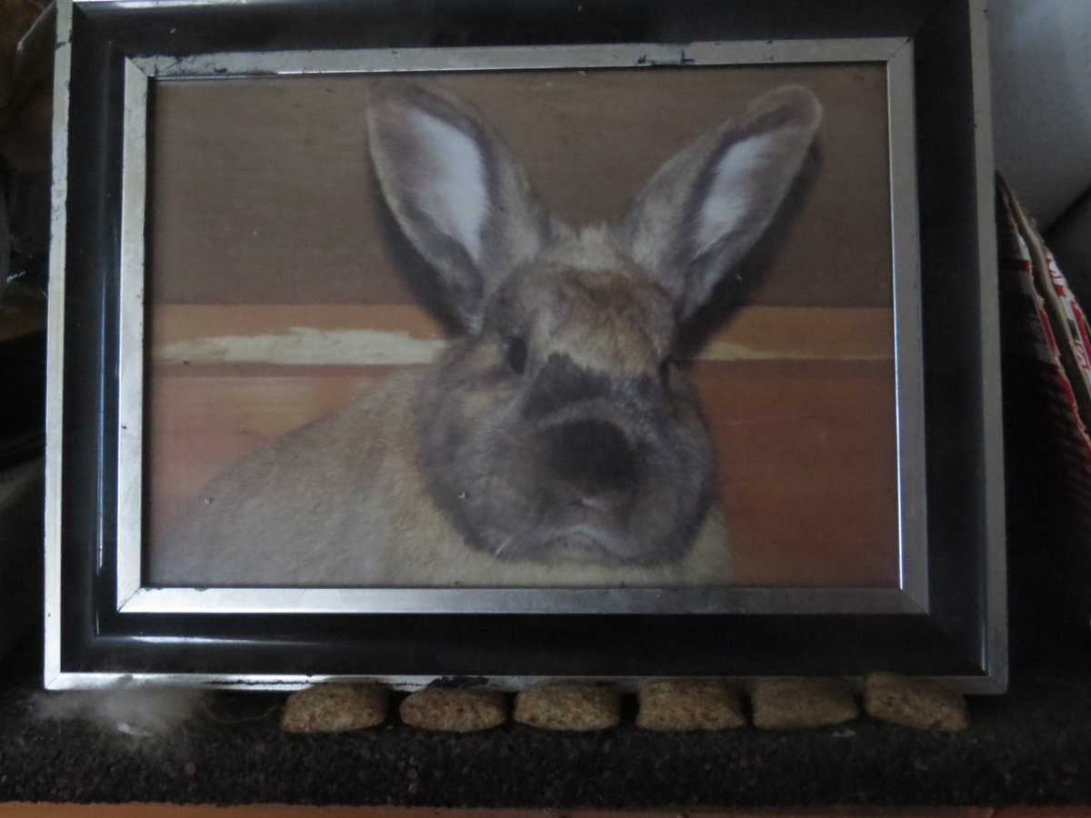 JackDRabbit2's tweet image. A shrine has been made for my beautiful boy Jack.
His photo, some of his fur and some of his treats that he  left behind.

I love you so much boy

Dave (dad slave)