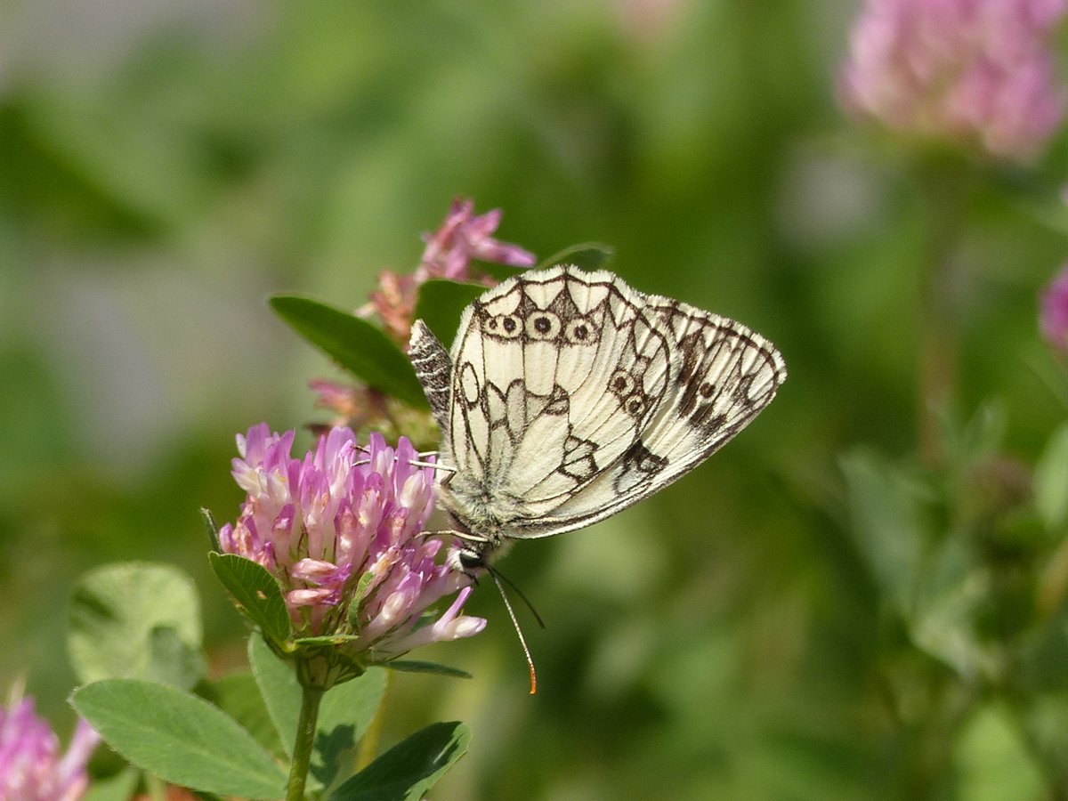 alexric_bai's tweet photo. Medioluto, #Schachbrett (#Melanargia galathea) auf Wiesenklee oder Roterklee #Trifolium pratense #NaturePhotography #cityflora, #floraurbana #butterflies #Sommer #Lepidoptera https://t.co/v37fBPVDQG
