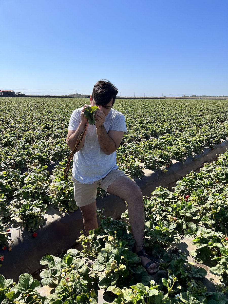 UC_DigitalAg's tweet photo. Testing our #spidermite detector prototype in a #strawberry field
We developed this sensor in collaboration with the @Daniel_Lee_UF team from @UF_ABE
Thanks to @USDA_NIFA for supporting this project https://t.co/GMqVmcyvRQ