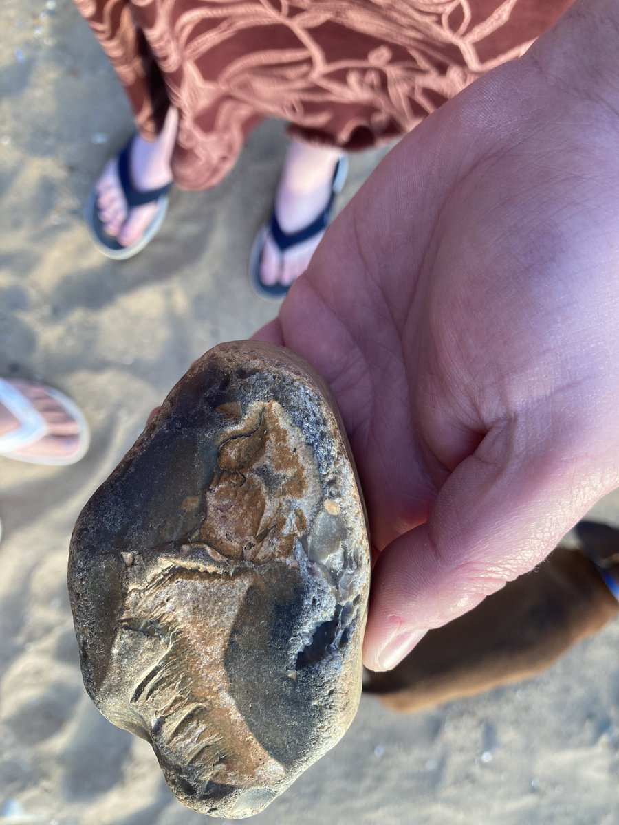 LisaYoungauthor's tweet photo. @NHM_London @DinoSocietyUK @uobDinoSoc hello can anyone help identify this fossil please? Found on Heacham Beach in Norfolk on Friday https://t.co/U95FvrgMRU