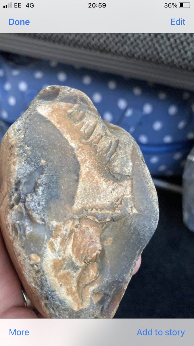 LisaYoungauthor's tweet photo. @NHM_London @DinoSocietyUK @uobDinoSoc hello can anyone help identify this fossil please? Found on Heacham Beach in Norfolk on Friday https://t.co/U95FvrgMRU