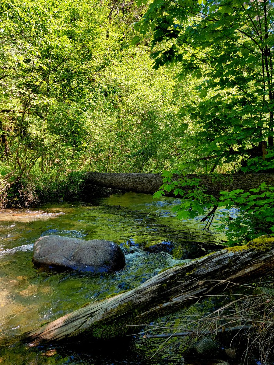 Leskip2's tweet photo. @MikeB1MileHi Good morning &amp; happy Sunday from Oregon! 😁 https://t.co/jsFFlvjWJK