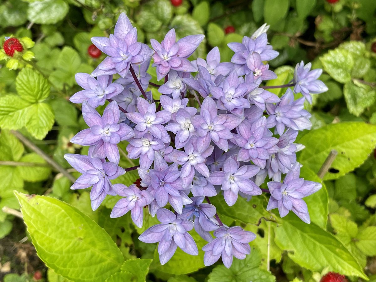 Rob Hoeijmakers tweet media