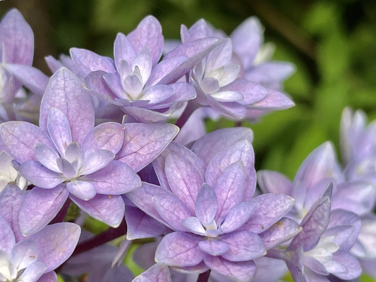 Rob Hoeijmakers tweet media