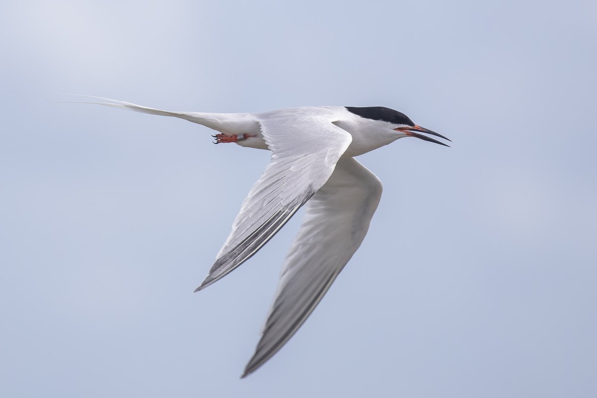 Roseate Terns really are beautiful, so pleased they were still on Brownsea today, managed to capture this one as they flew off  #RoseateTern #TwitterNatureCommunity #NaturePhotography #WildBrownsea