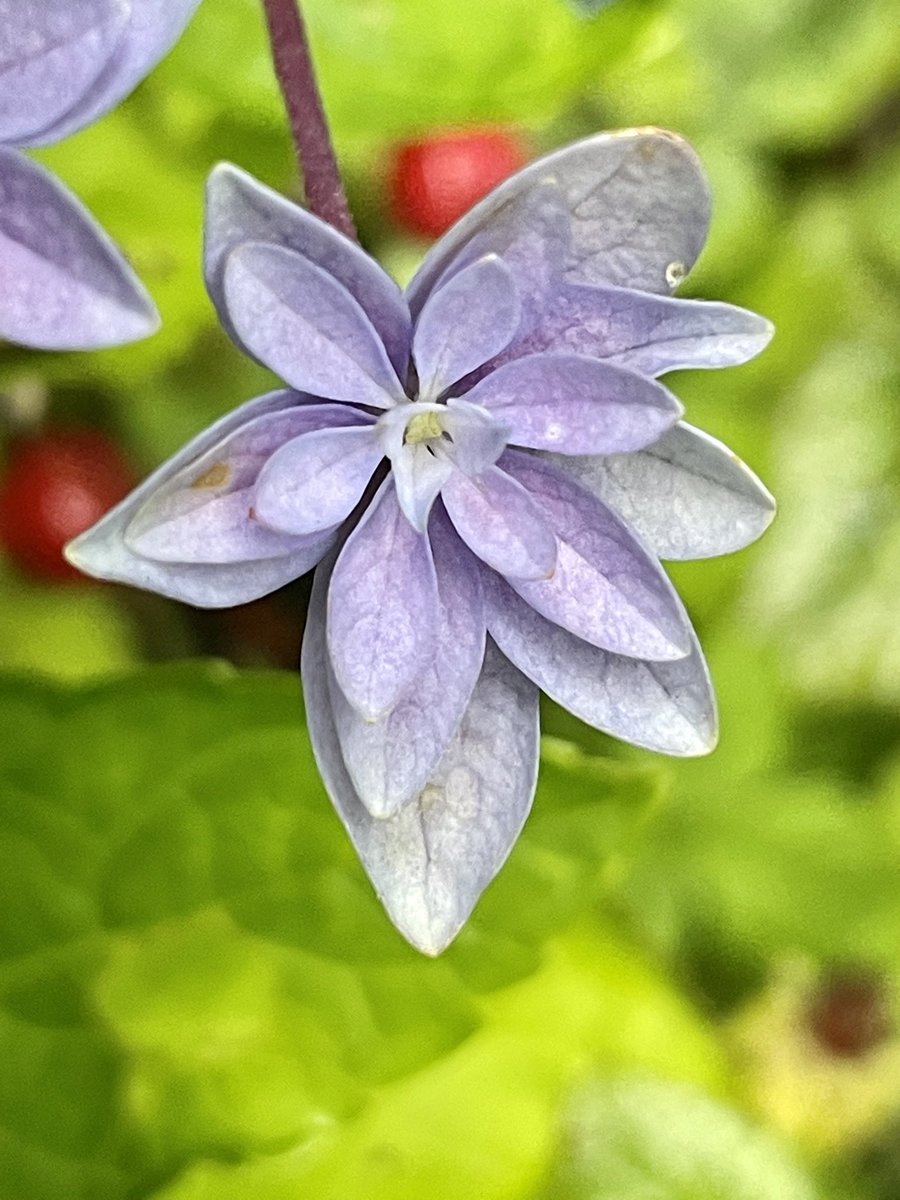 Rob Hoeijmakers tweet media