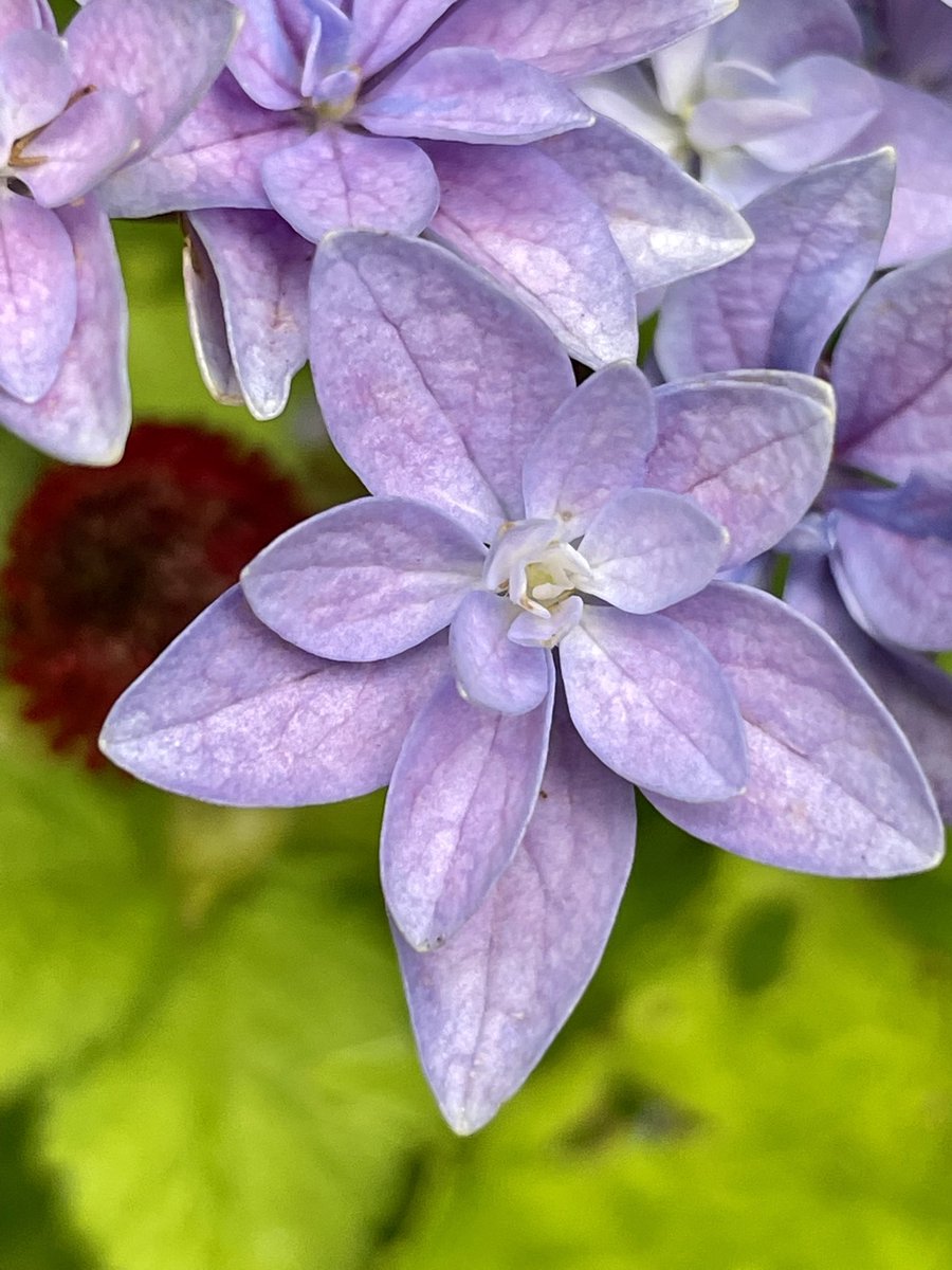 Rob Hoeijmakers tweet media