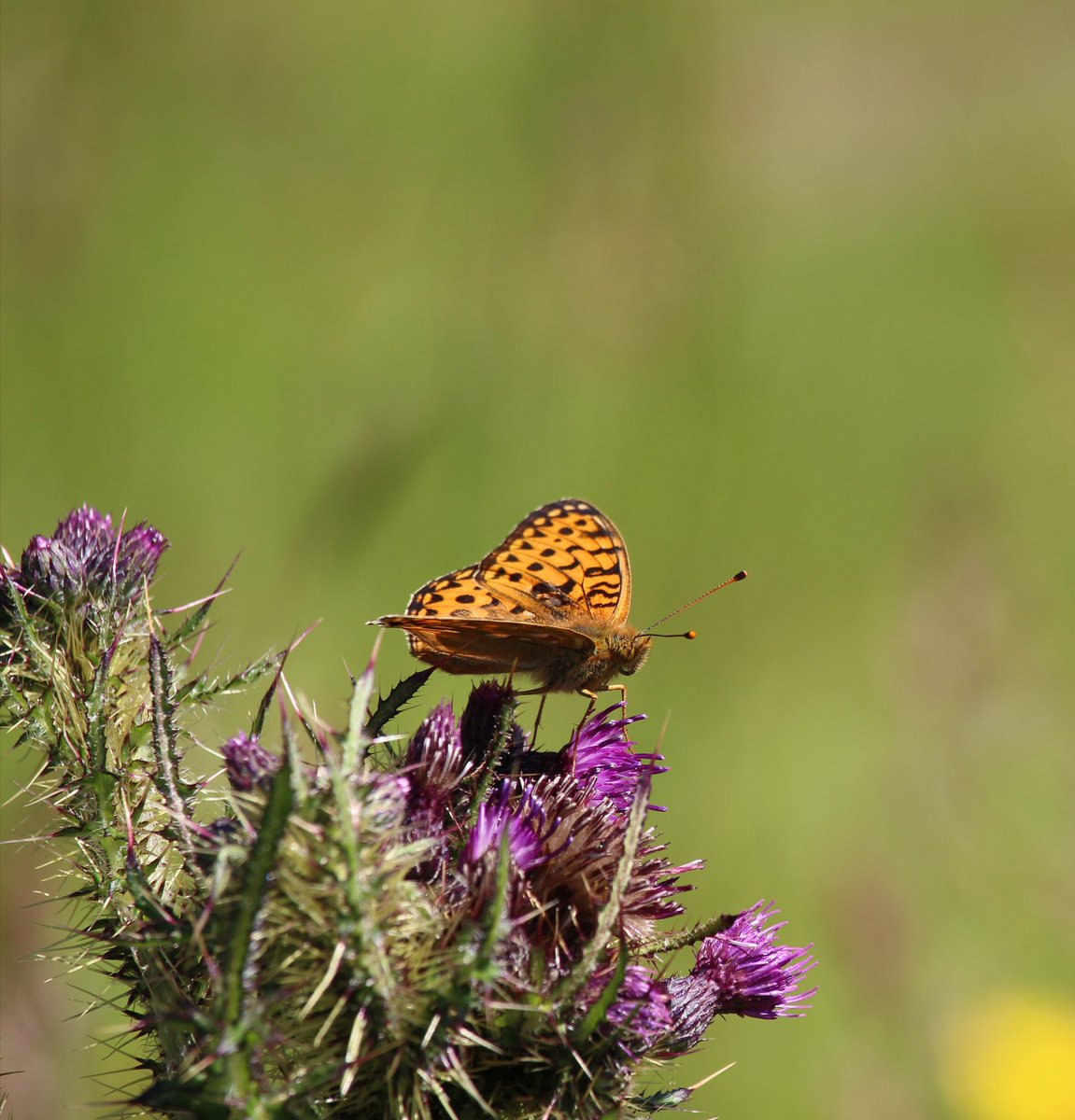 @SWTCLUN tweet media