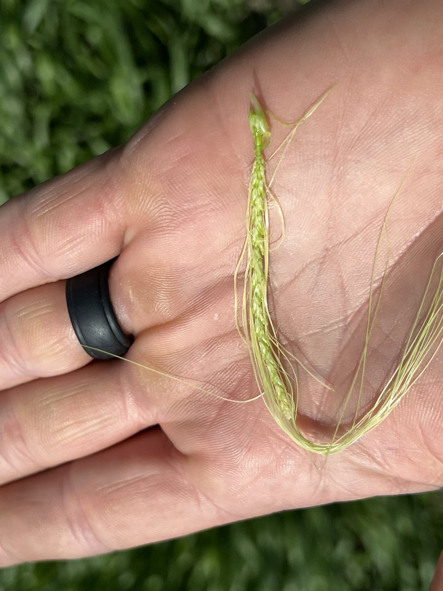 travismesser81's tweet photo. @BuschBeer #maltbarley planted with @PrecisionPlant #SeederForce with @NACHURS foliar fertilizer program is looking awesome in SW #ND today! 2 row with 34-36 kernel count. My scouts think so too. @kriseckroth https://t.co/H6eki3GXpc