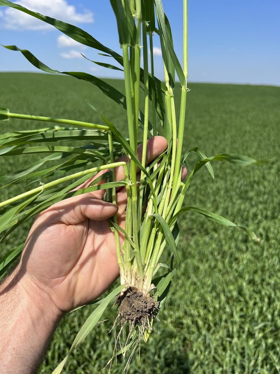 travismesser81's tweet photo. @BuschBeer #maltbarley planted with @PrecisionPlant #SeederForce with @NACHURS foliar fertilizer program is looking awesome in SW #ND today! 2 row with 34-36 kernel count. My scouts think so too. @kriseckroth https://t.co/H6eki3GXpc