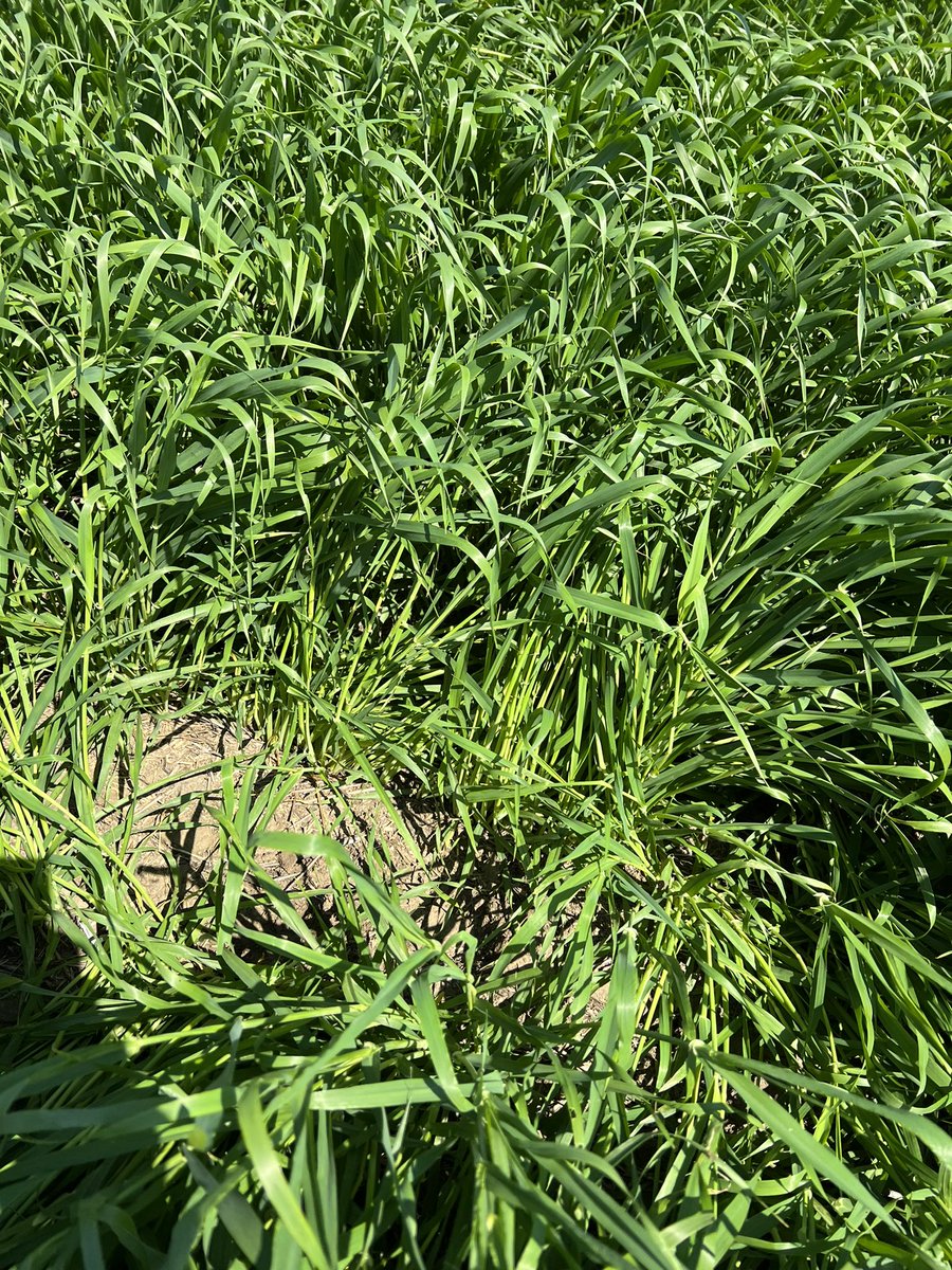 travismesser81's tweet photo. @BuschBeer #maltbarley planted with @PrecisionPlant #SeederForce with @NACHURS foliar fertilizer program is looking awesome in SW #ND today! 2 row with 34-36 kernel count. My scouts think so too. @kriseckroth https://t.co/H6eki3GXpc