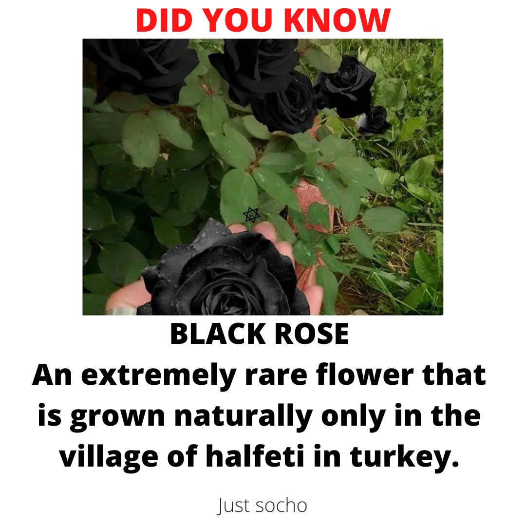 JustSocho's tweet photo. #DidYouKnow https://t.co/98yX6RIYjL
