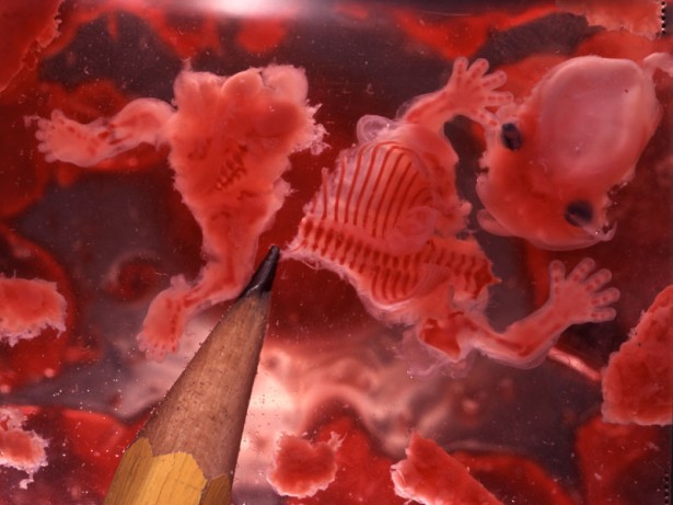 Bot or Not tweet media