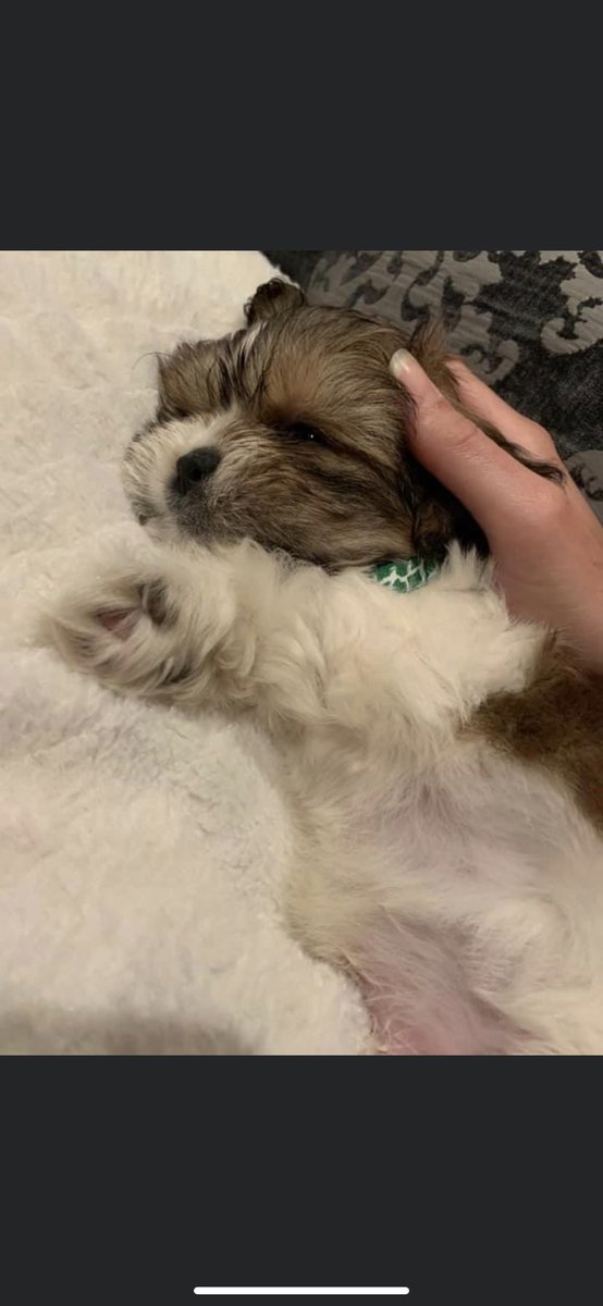 Throwback to wittle me taking a snooze 😴 
#shihtzu #puppy #cute #snooze