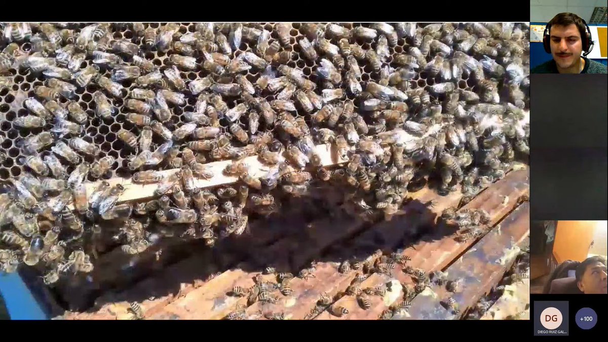 ATENCIÓN COLEGAS APICULTORES 🐝🇨🇱🇨🇱 Ya esta disponible en nuestro canal de Apiaustral AG la charla de Roger Paredes  🇨🇱🐝
--> youtube.com/watch?v=Fod8k-…