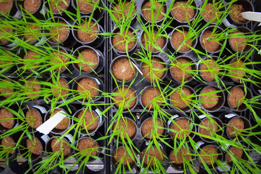 4biddnKnowledge's tweet photo. https://t.co/cyKogpKJXm Biologists have discovered a new way to grow food without the need for sunshine https://t.co/jJvo8xvyDT https://t.co/GTAv0boQQB