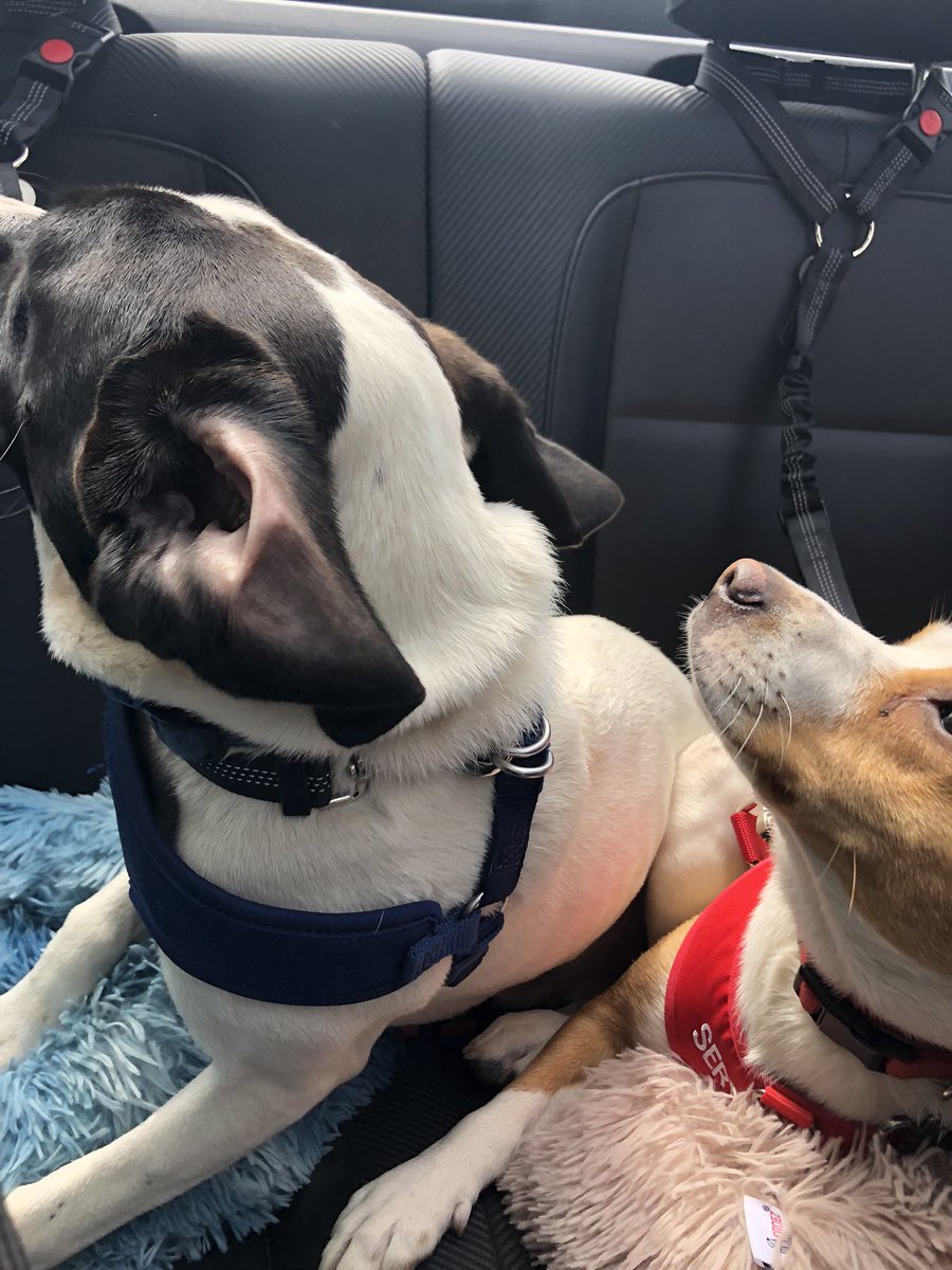 kristavenza's tweet photo. Convertible dogs!
#therapydogs #convertible #topdown #dogsoftwitter #puppylove #TennesseeJed #SugarMagnolia #MaggieAndJed #summertime #goingforadrive https://t.co/tKJ2CrqRGo