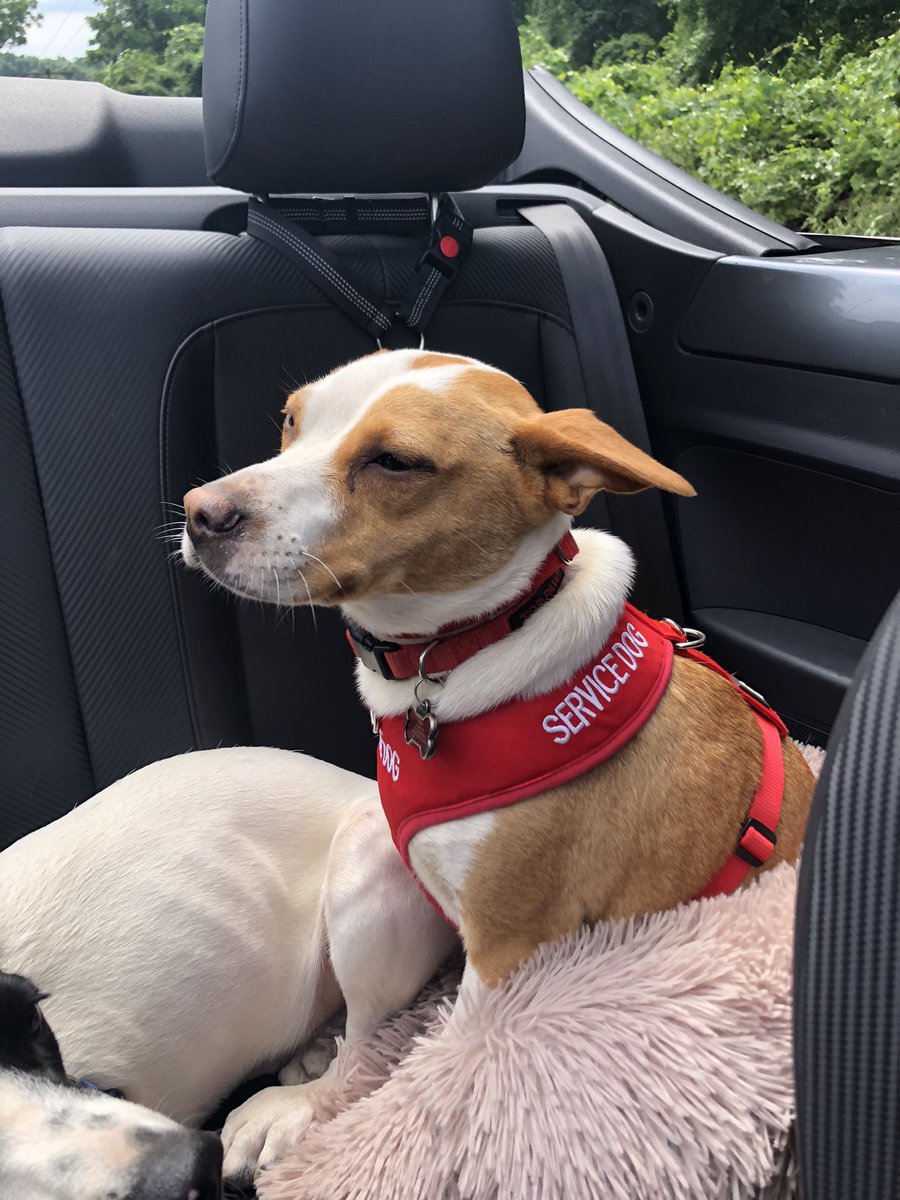 kristavenza's tweet photo. Convertible dogs!
#therapydogs #convertible #topdown #dogsoftwitter #puppylove #TennesseeJed #SugarMagnolia #MaggieAndJed #summertime #goingforadrive https://t.co/tKJ2CrqRGo