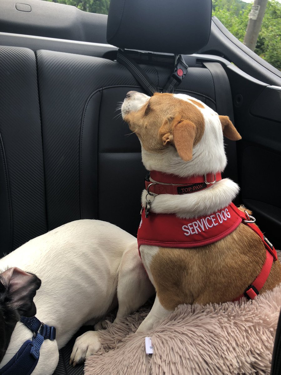 kristavenza's tweet photo. Convertible dogs!
#therapydogs #convertible #topdown #dogsoftwitter #puppylove #TennesseeJed #SugarMagnolia #MaggieAndJed #summertime #goingforadrive https://t.co/tKJ2CrqRGo