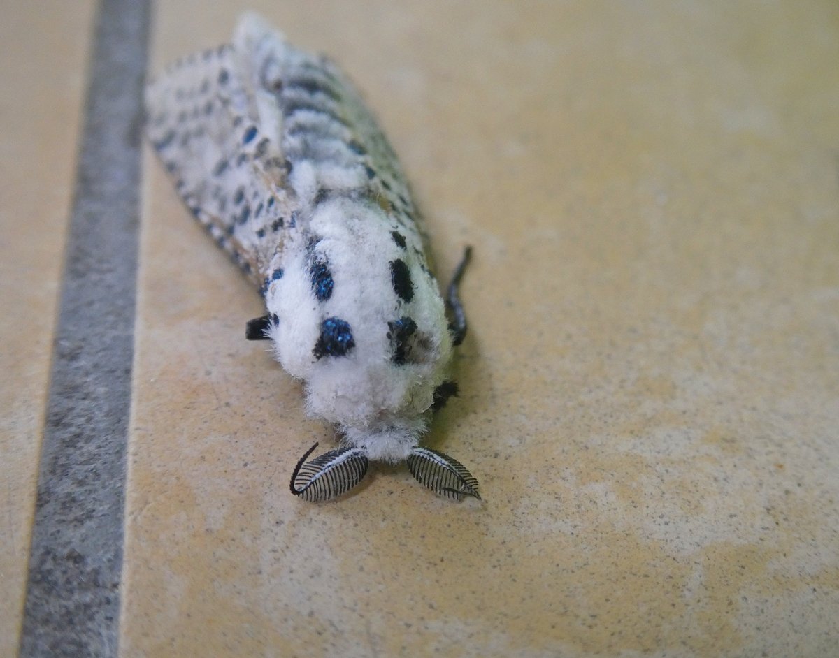 Gestippelde houtvlinder in de buurt van de Sloterplas
vlinderstichting.nl/vlinders/overz… - Zeuzera pyrina